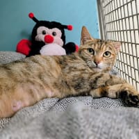 ELIE, chatte à adopter