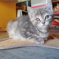 Brook, chatte à adopter