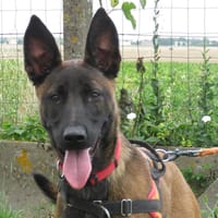 NYRA, chienne à adopter