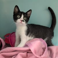 FOGGIE, chatte à adopter