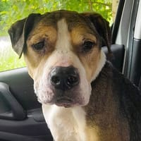GOLIATH, chien à adopter