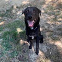 Black pearl, chien à adopter