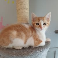Rick, chat à adopter