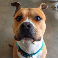 HANNIBAL QCN, chien à adopter