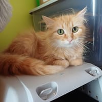 Rue, chatte à adopter