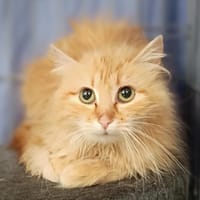 Rue, chatte à adopter