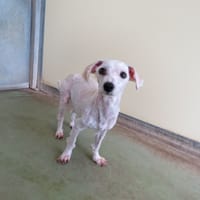 ANAKIN, chien à adopter