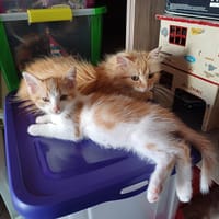 Cal, chat à adopter