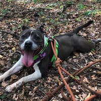 PRADA, chienne à adopter