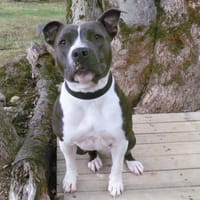PRADA, chienne à adopter