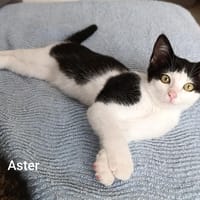 ASTER, chat à adopter