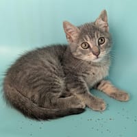 YAMCHA, chat à adopter