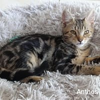 ANTHOS, chat à adopter