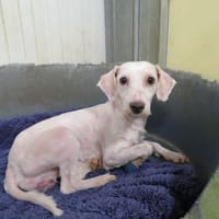 ALF, chien à adopter