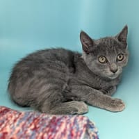 BULMA, chatte à adopter