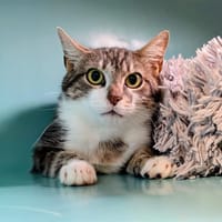 TAJMA, chat à adopter