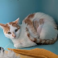 CALLICA, chatte à adopter