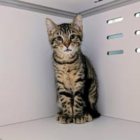 CHARLIE, chat à adopter