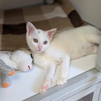Kol, chat à adopter