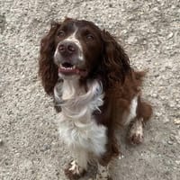 OXO, chien à adopter