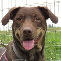 BROWNIE, chienne à adopter