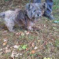 princesse, chienne à adopter
