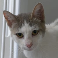 JADE, chatte à adopter