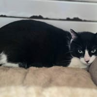 Pama, chat à adopter
