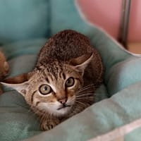 Edgard, chat à adopter