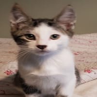BALOO, chatte à adopter