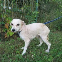Booster/Nanouk, chien à adopter