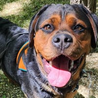 YOUKI, chien à adopter