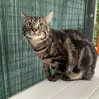 Brad, chat à adopter