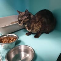 JUMANJI QCT, chatte à adopter