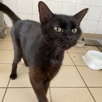 poussy, chatte à adopter