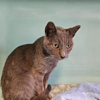 BALOO, chat à adopter