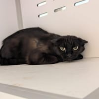 POLLY, chatte à adopter