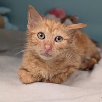 PADY, chat à adopter