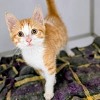BLAZE, chat à adopter