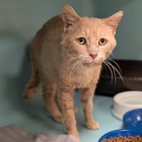 FORGET, chat à adopter