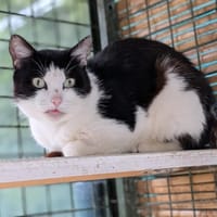 Nox, chat à adopter