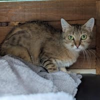 CLOCHETTE, chatte à adopter