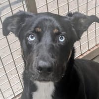 HAYAO, chien à adopter