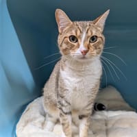 ROOSEVELT A17123, chat à adopter