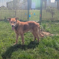 MICK, chien à adopter