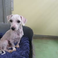 ALEX, chien à adopter