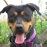 BELLA, chienne à adopter
