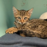 AQUA, chat à adopter