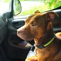 COOPER, chien à adopter