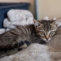 Cooper, chat à adopter